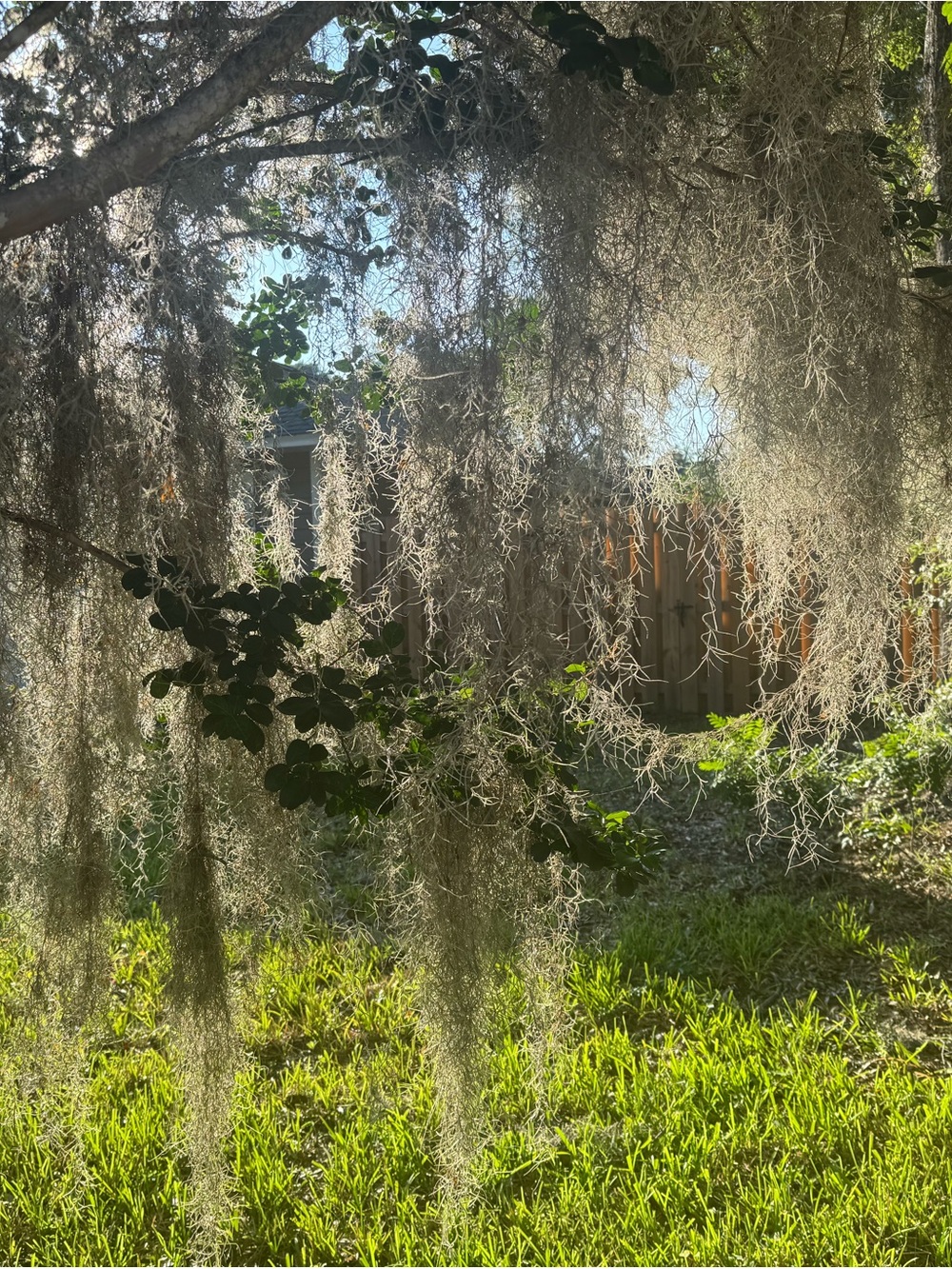 Spanish Moss Hanging Décor - Natural Gray-Green